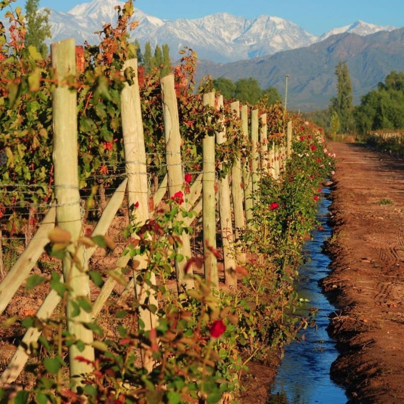 MENDOZA VERANO 2025!